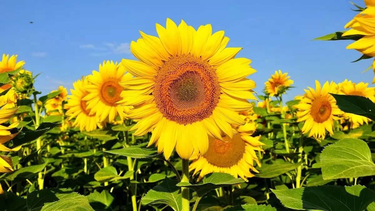 A kukorica- és napraforgó-termesztés jelenéről és jövőjéről – Kihívások és megoldások a gazdálkodók szemével