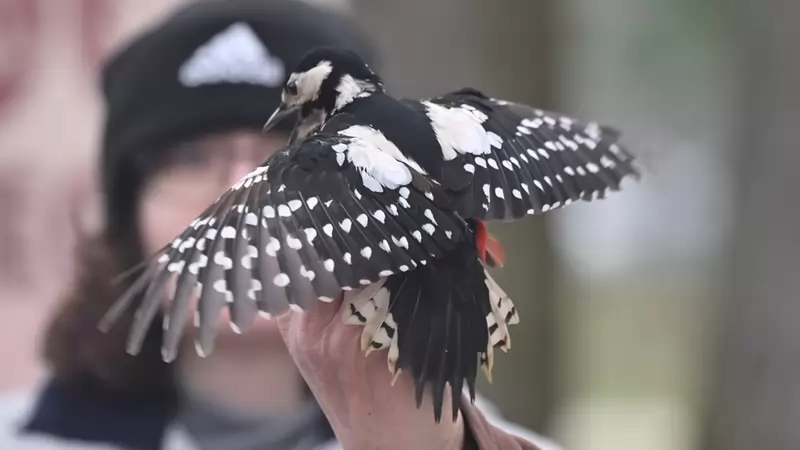Rekordszámú madár az Egyetem téri Campuson