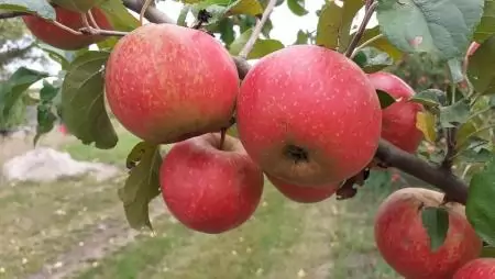 A biotermékekben valóban kevesebb a növényvédő szer maradék! 