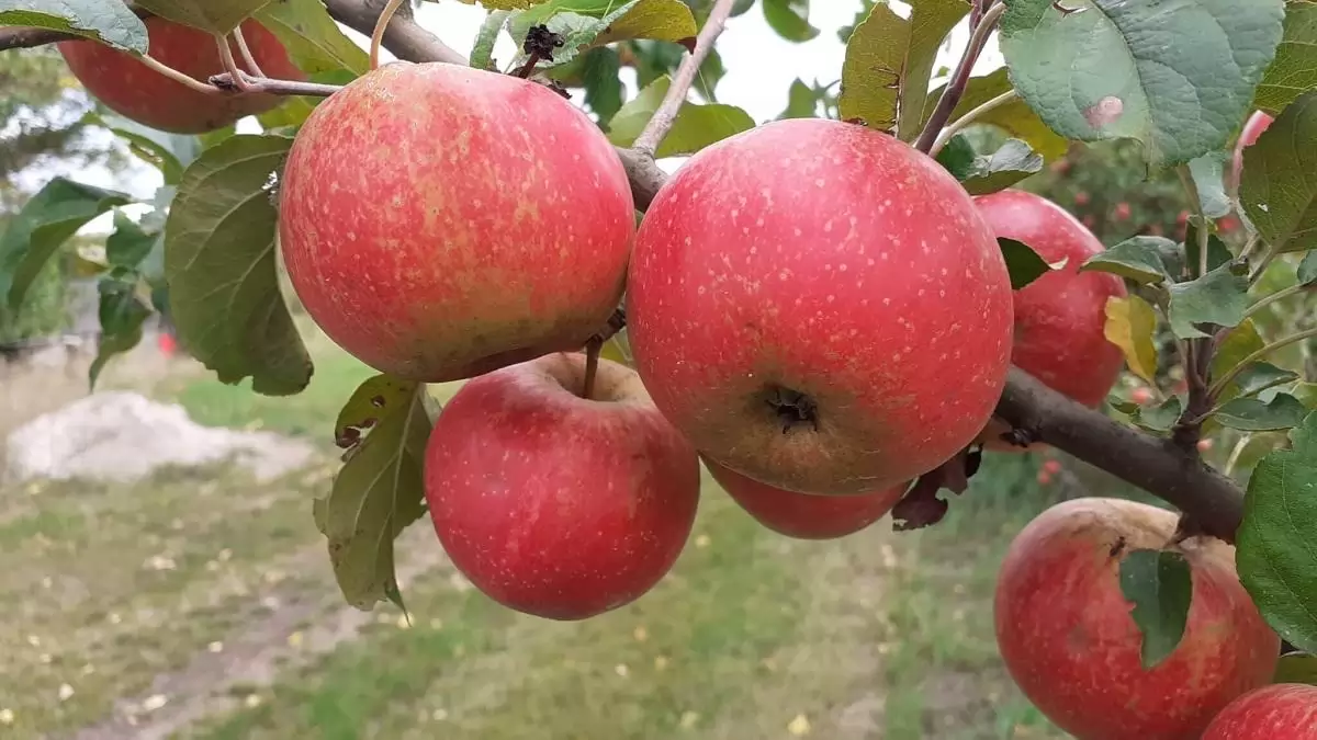 A biotermékekben valóban kevesebb a növényvédő szer maradék! 