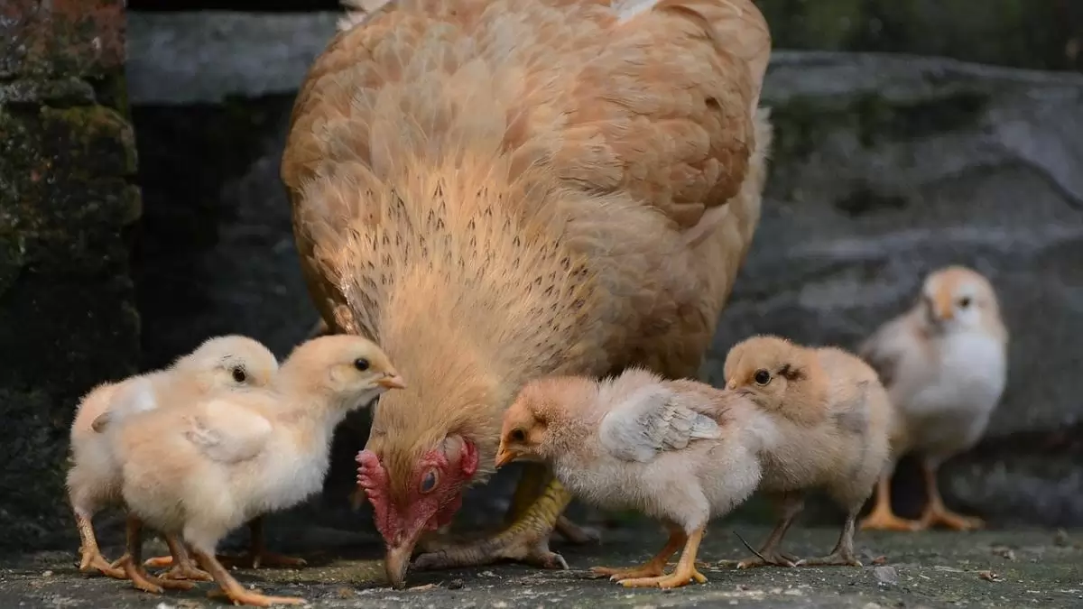 Nemzetközi szakmai egyeztetés a baromfiágazatról az AKI részvételével