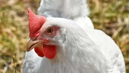 A nagyobb tér nem javítja az állatok jólétét