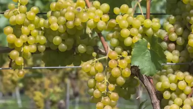 Ellenőrzött szaporítóanyaggal a szőlő aranyszínű sárgaság terjedése ellen