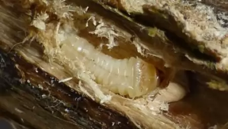 Kiemelt ellenőrzés indul: a fa csomagolóanyagok kerülnek fókuszba