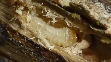 Kiemelt ellenőrzés indul: a fa csomagolóanyagok kerülnek fókuszba