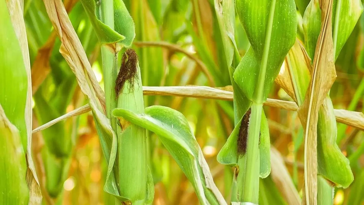 Itt az utolsó esélyünk a GMO-k kontrollálására