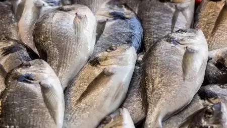 Hal- és tengeriélelmiszer-fogyasztás az EU-ban: a higannyal kapcsolatos táplálkozási tanácsok ismerete