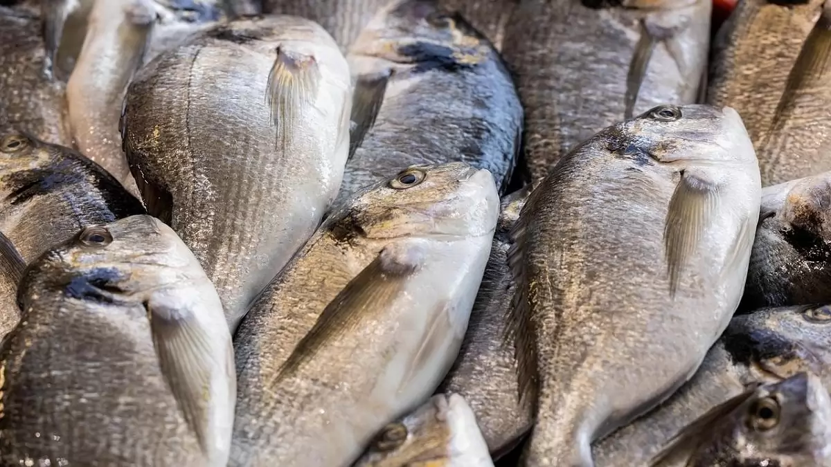 Hal- és tengeriélelmiszer-fogyasztás az EU-ban: a higannyal kapcsolatos táplálkozási tanácsok ismerete