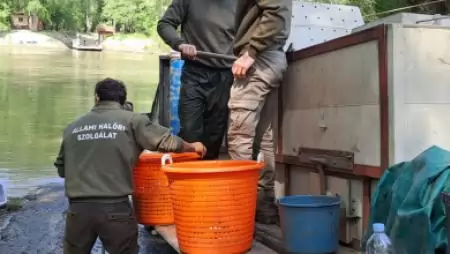 Javuló jogkövetés a haltelepítéseknél – a bejelentés és ellenőrzés közös érdek
