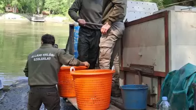 Javuló jogkövetés a haltelepítéseknél – a bejelentés és ellenőrzés közös érdek