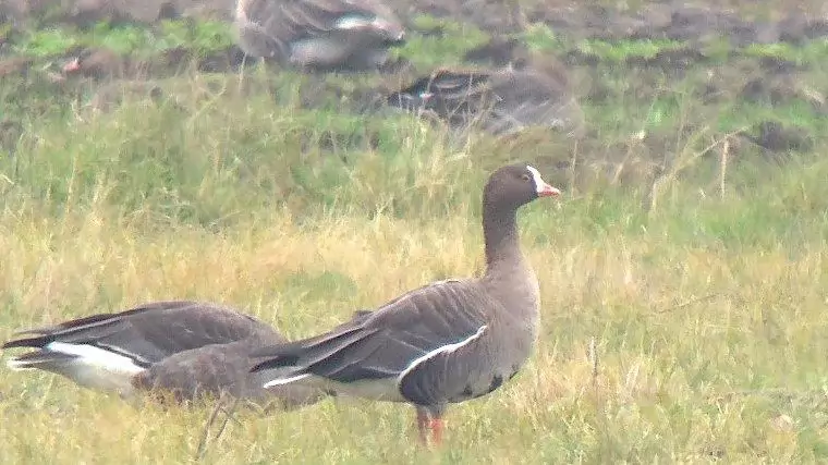 Ritkán látható vadlúdfajok bukkantak fel a kardoskúti Fehér-tónál