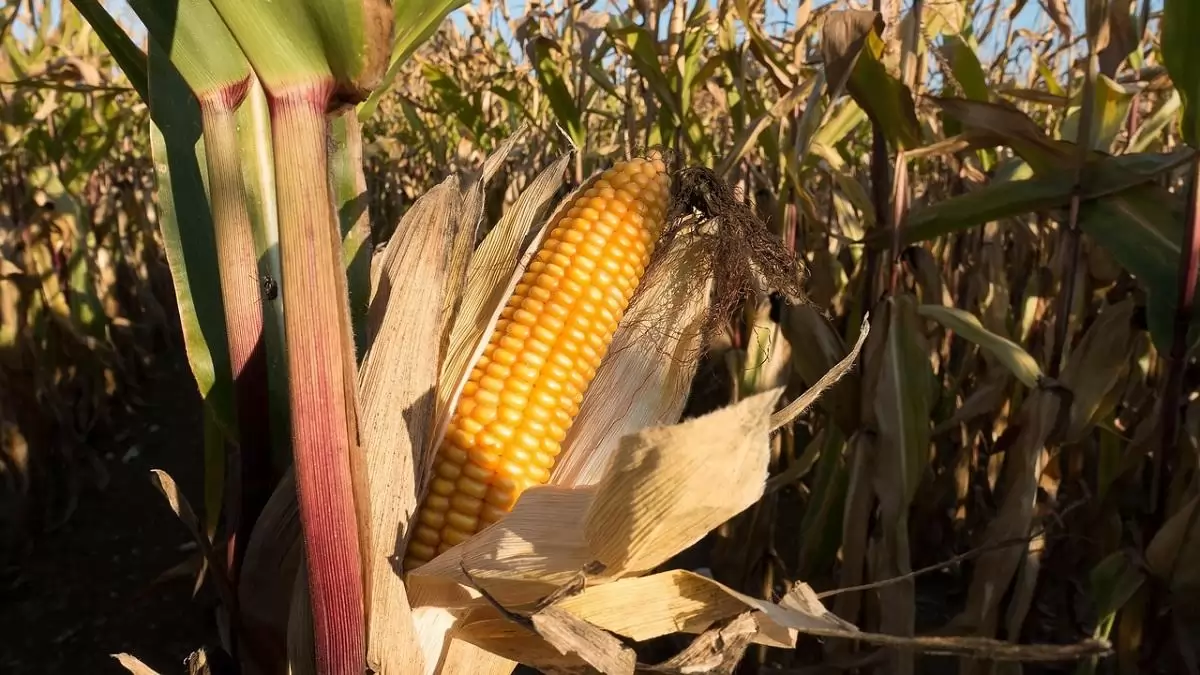 Kevesebb kukoricát vetnek az idén