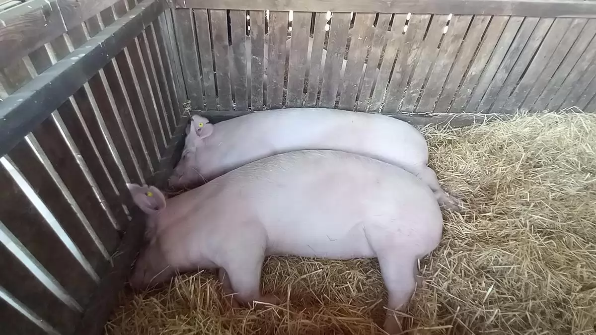 Új egységes térképen követhetőek az állatjárványok aktualitásai a Nébih portálon