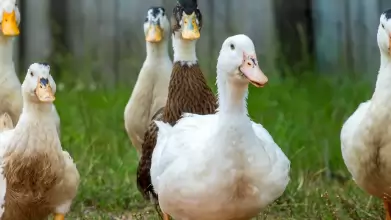 Bács-Kiskun vármegyében is igazolódott a madárinfluenza jelenléte
