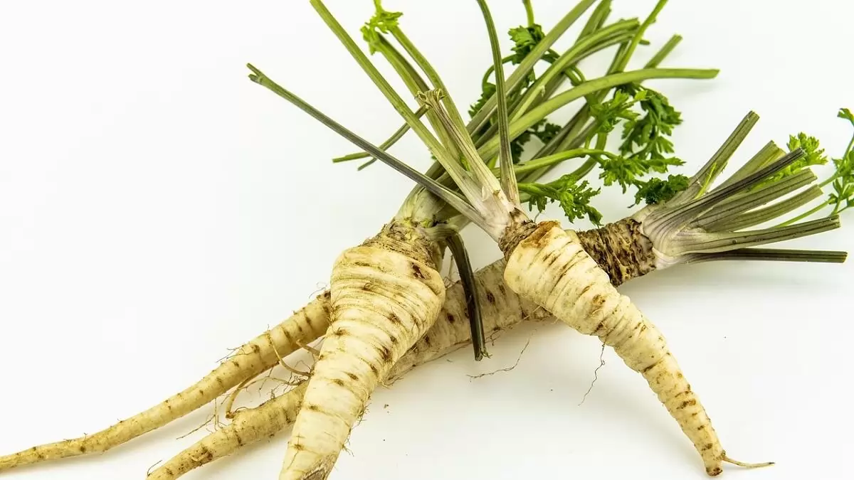 Februárban is rendkívül olcsó a gyökérpetrezselyem Lengyelországban