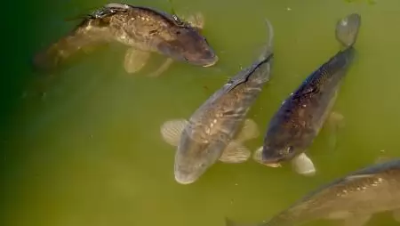 Új eredmények a ponty nyálkaspórás parazitáinak kutatásában