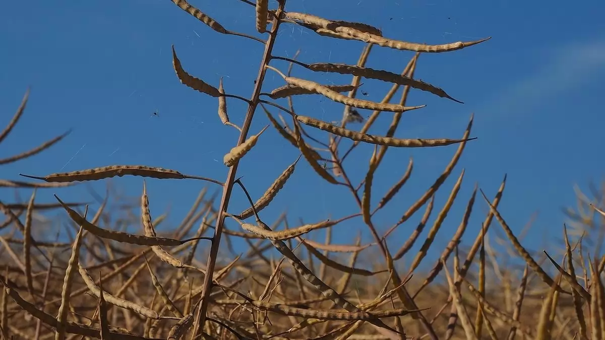 Világszerte és itthon is csökkent a repcemag ára