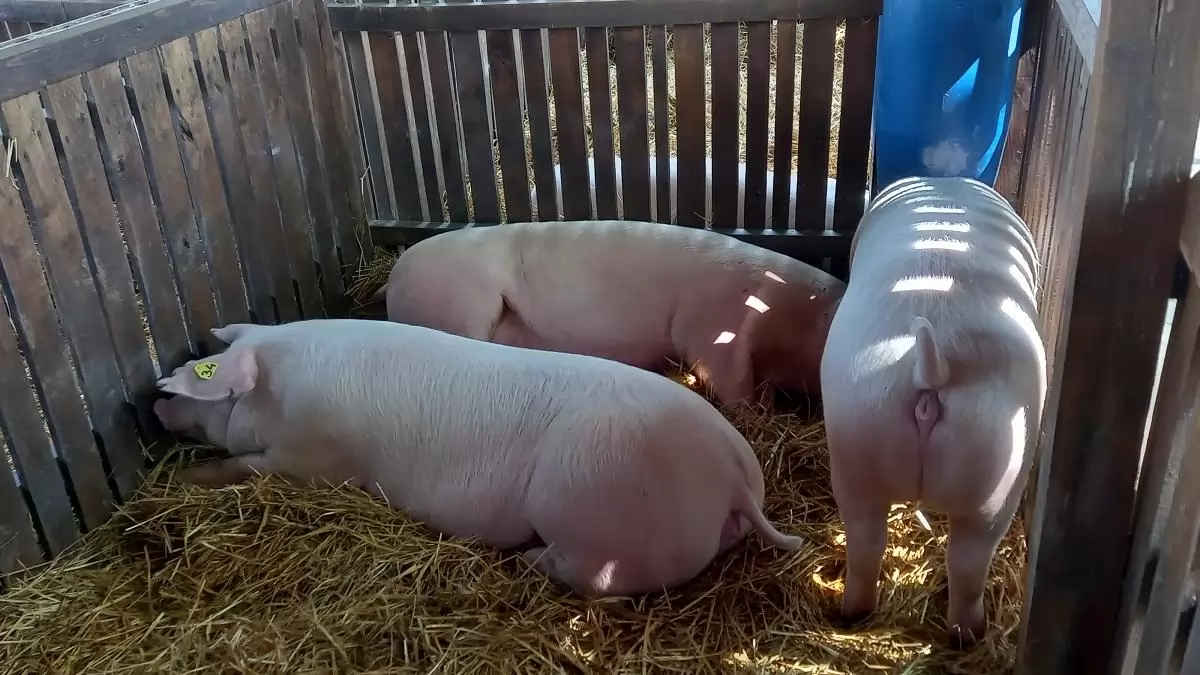 Az Állatorvostudományi Egyetem 4 éves kutatása nem csak az állattartókat érinti