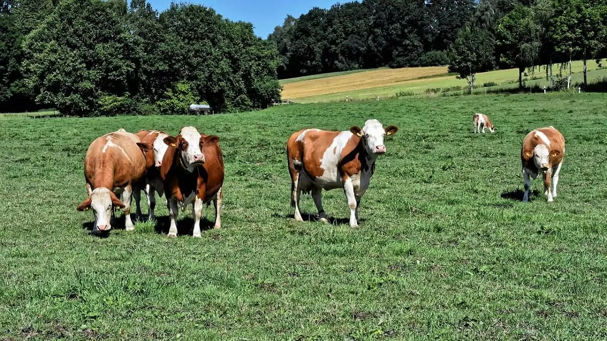 Végre egy jó hír a szarvasmarhatartóknak: az EU elismerte brucellózis mentességünket