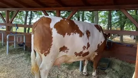 Újabb intézkedéssel segíti a kormány a tejhasznú tehéntartókat