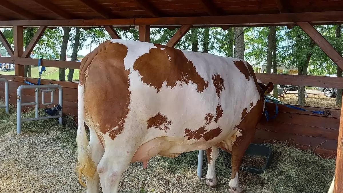 Újabb intézkedéssel segíti a kormány a tejhasznú tehéntartókat