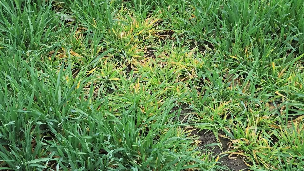 Tél végi-kora tavaszi károsítók a szántóföldön