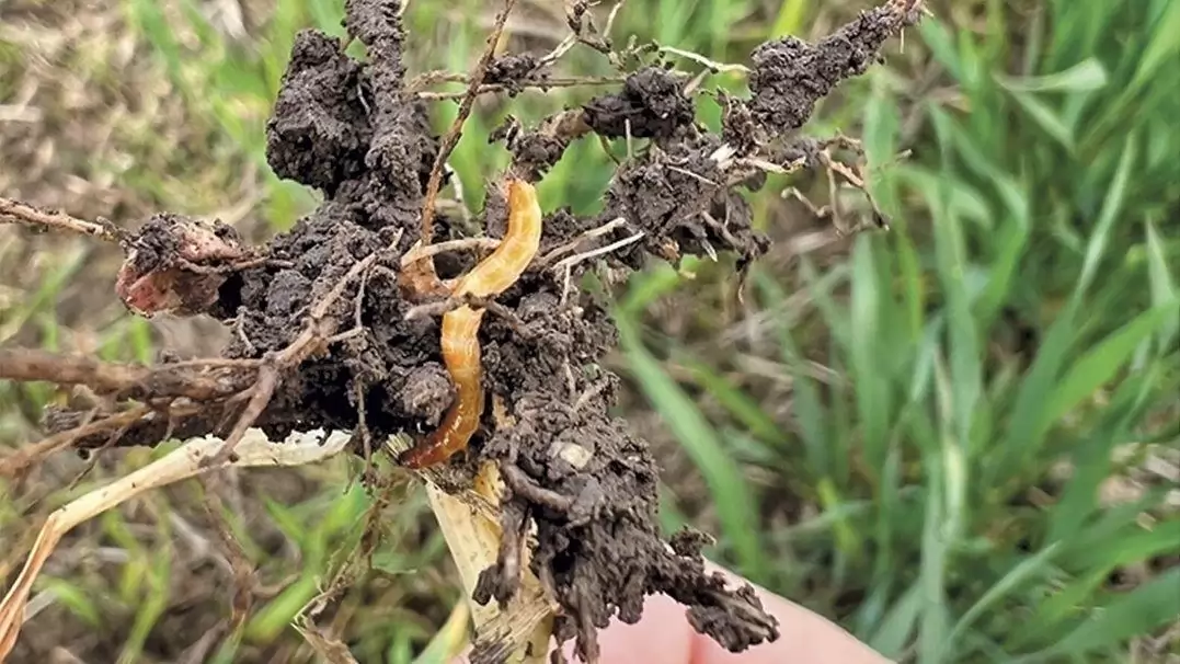 Súlyosbodó problémák a napraforgóban