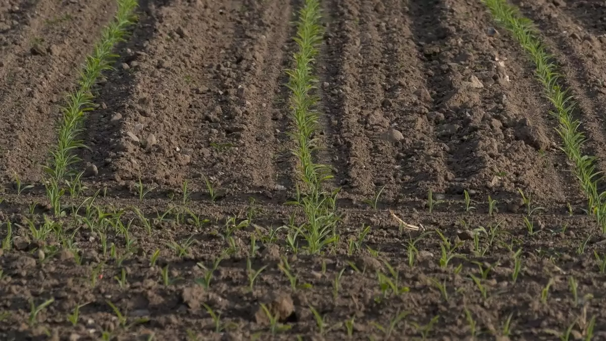 Talajvizsgálat és tápanyag-utánpótlás tervezése