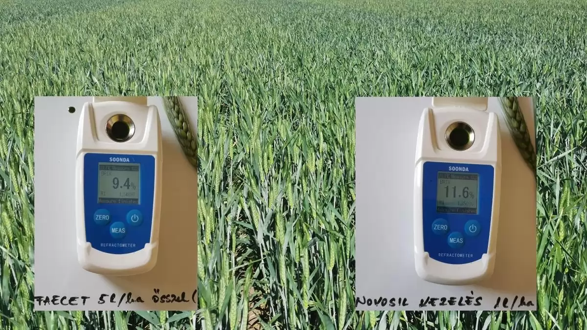 Mi az összefüggés a stressztűrés és a levélnedv-Brix-érték között?