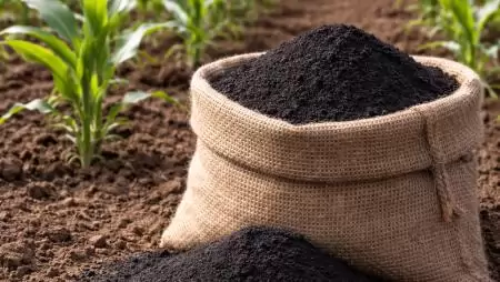 Diadalúton a hazai lignit