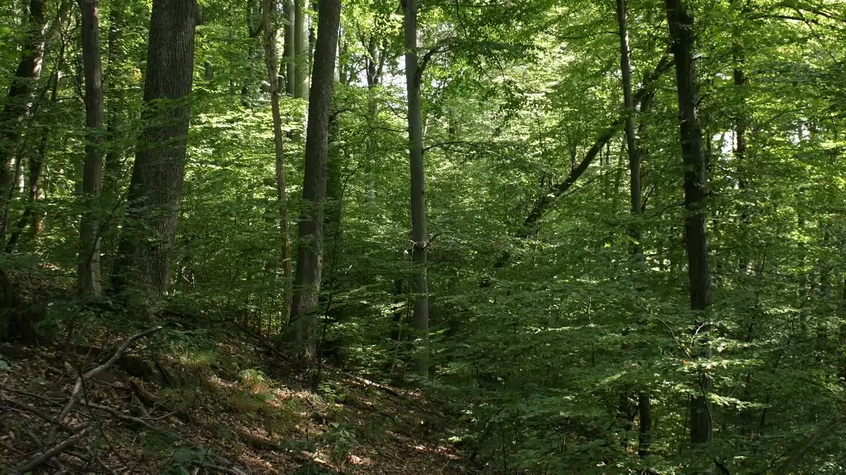 Lépőkövek az erdőben – így segíti a Mecsekerdő a biológiai sokféleség fennmaradását