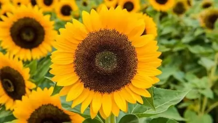 Térhódítást nyer az A.I.RTM  – Új korszak kezdődik a napraforgó-termesztésben 