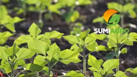 Ercole Geo  – Már napraforgó kultúrában is felhasználható talajfertőtlenítő szer 