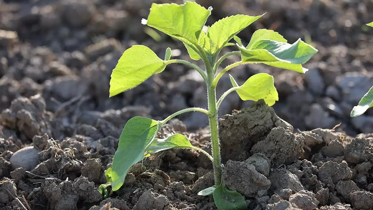 A tavaszi magágykészítés nem tavasszal kezdődik