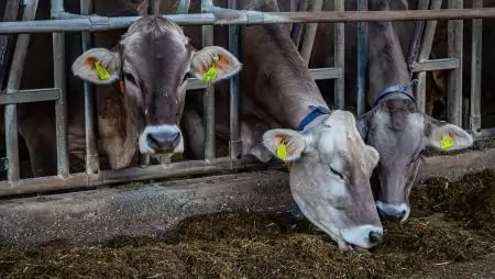 Költségkímélő napi rutin  – Energiahatékonyság az állattartó telepeken 