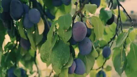 A tavalyi növényvédelem hasznossága – Gyümölcsprognózis 2026-ra (2. rész) 