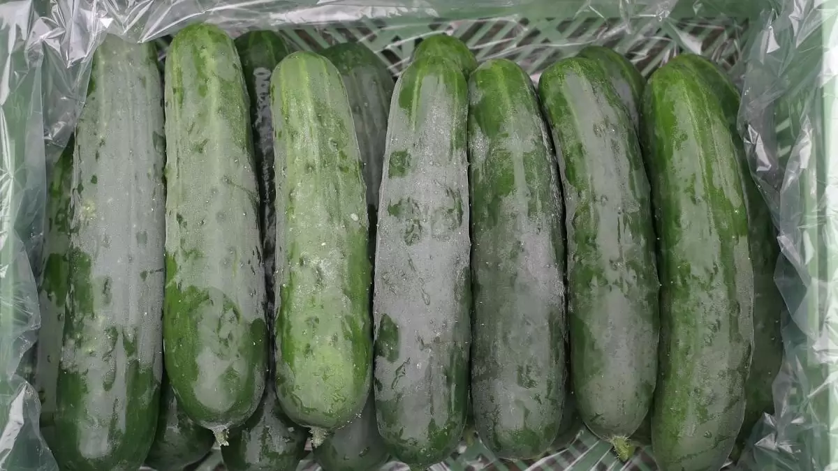 Visszaesőben a hajtatott kígyóuborka termesztése Lengyelországban