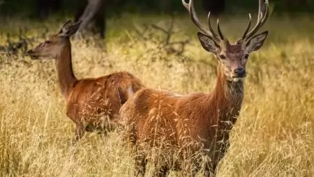 Vadföldgazdálkodás és a fenntartható vadgazdálkodás kapcsolata