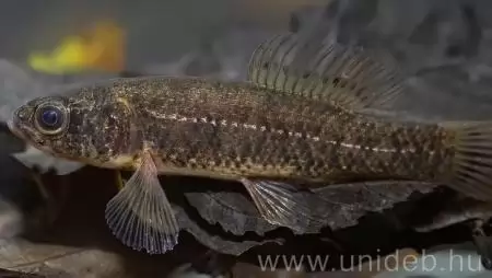 Haltani konferencia a halak napján