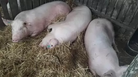 Emelkedett az állatvágások száma a hazai vágóhidakon 2025-ben