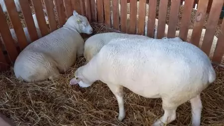 Az európai parlamenti képviselők új uniós intézkedéseket sürgetnek az állattenyésztés megerősítése és fenntartása érdekében