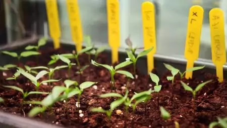 Hazatértek az első magyar űrnövény-kísérlet mintái