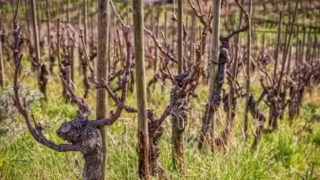 Tavaszi lépések a szőlő aranyszínű sárgaság betegség ellen