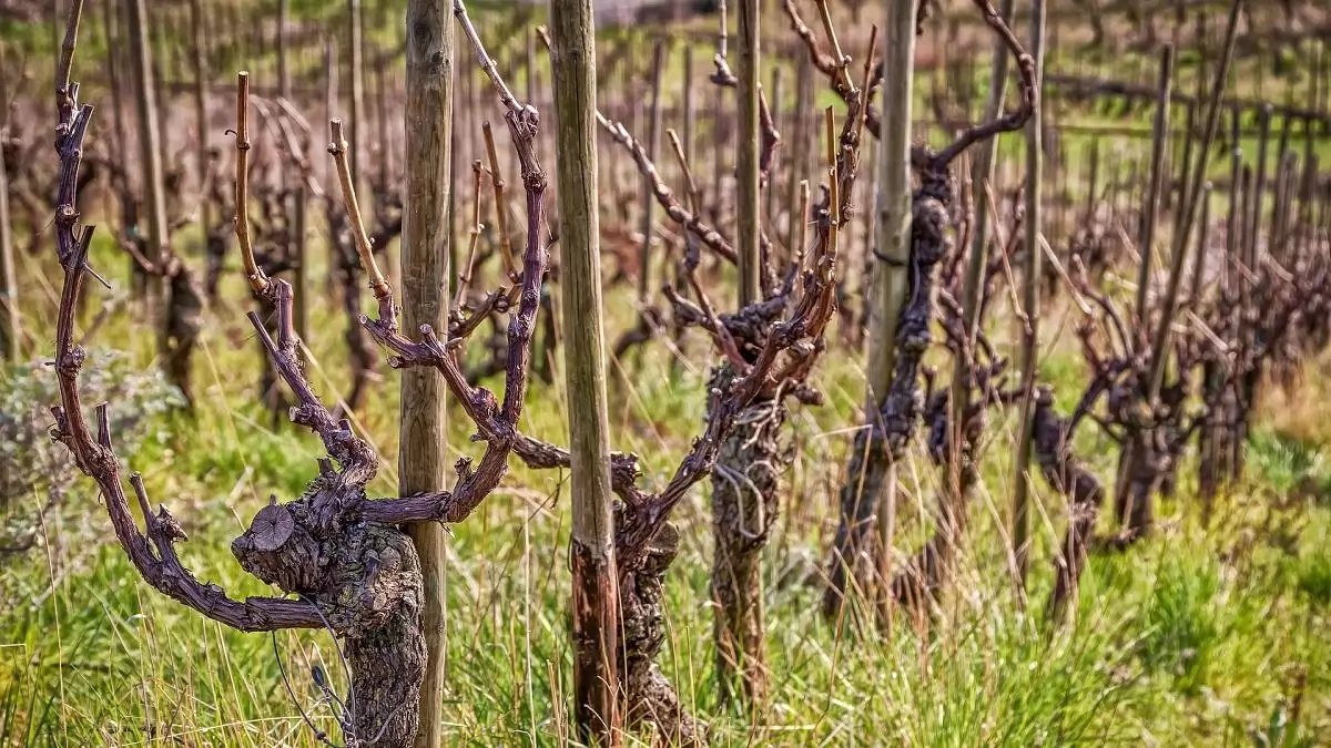 Tavaszi lépések a szőlő aranyszínű sárgaság betegség ellen