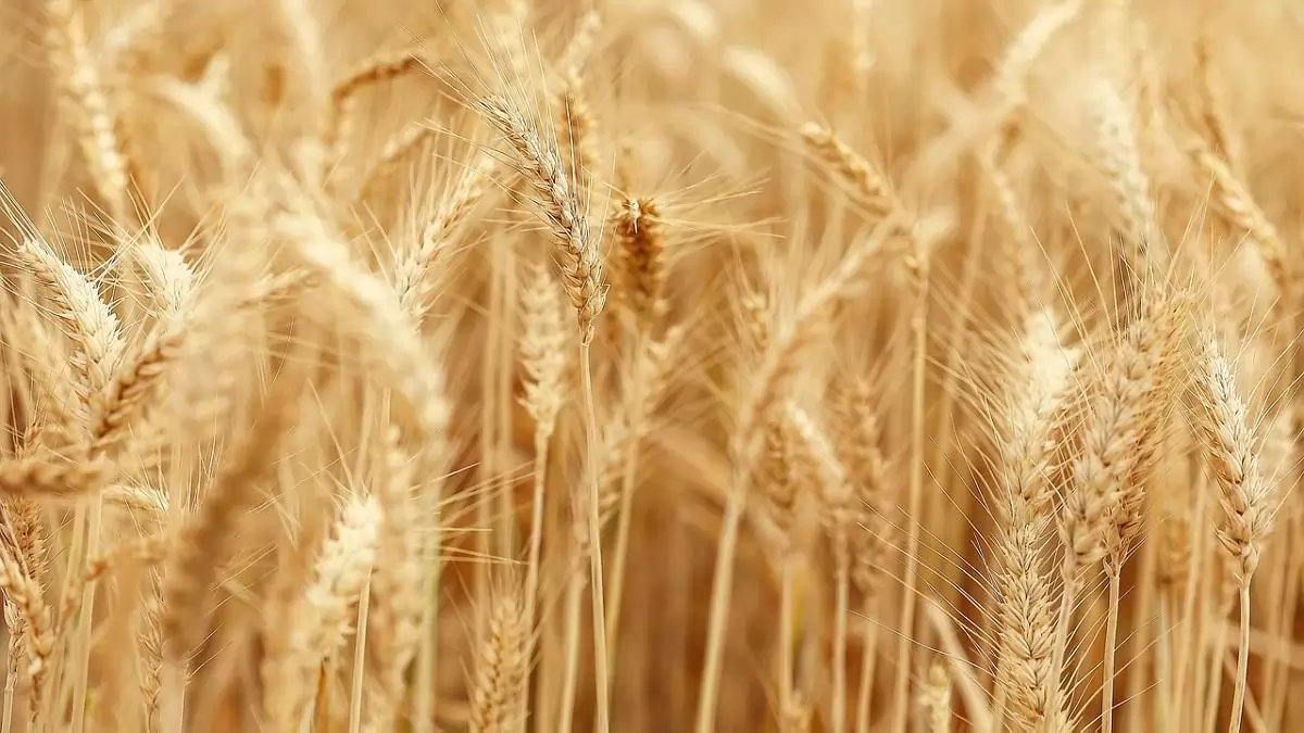 Befejeződött a Bászna Gabona Zrt. károsultjainak állami kárrendezése