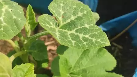 Új irányokra van szükség a biotermelés további bővüléséhez