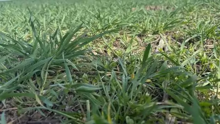 Paci® a gyompusztító