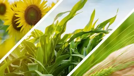  A Corteva az új Kinsidro™ Grow+ termékkel bővíti biológiai portfólióját Magyarországon