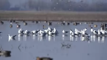 A dél-alföldi pusztákon javában zajlik a tavaszi madárvonulás