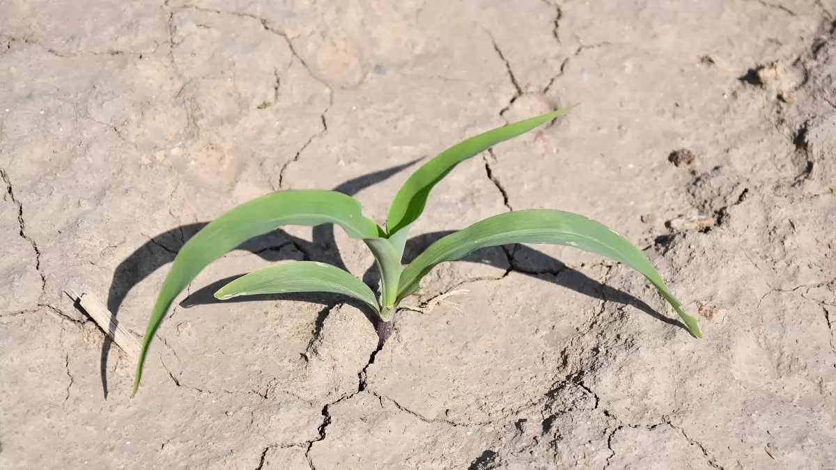 Nem a megszokott gyomhelyzet várható 2026-ban kukoricában!